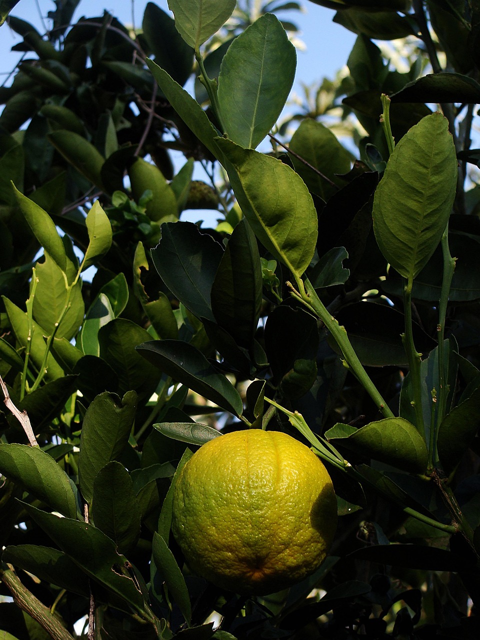 orange, fruit, plant, orchard, green, nature, agro